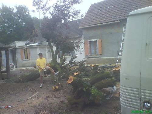 Giao arbre abattu